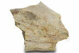 Fossil Dinosaur Bone Section - Wyoming #381194-1